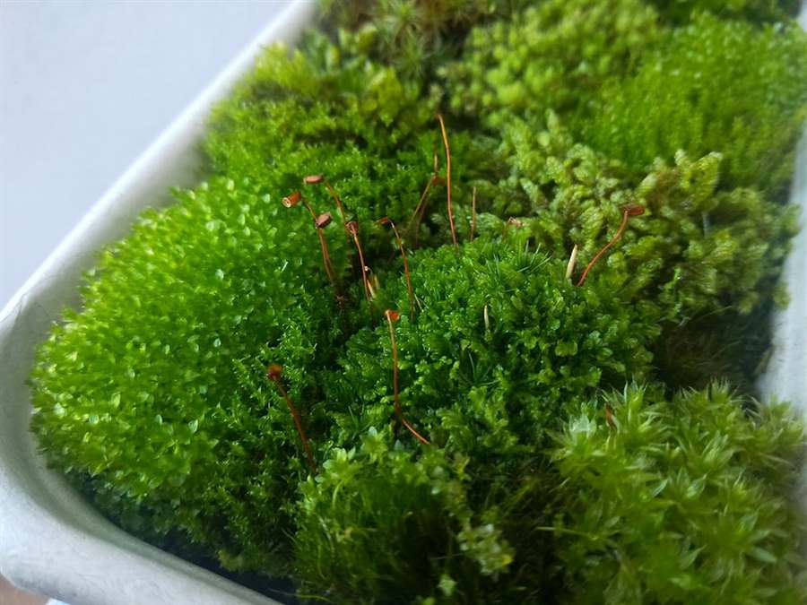 Close-up of moss and stone inside a terrarium