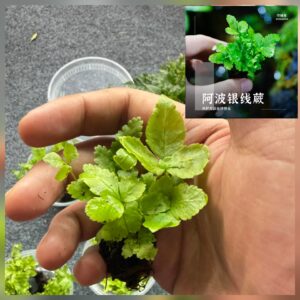 Clover Fern