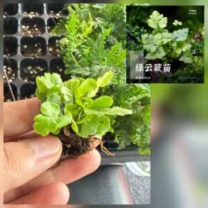 Green Cloud Fern