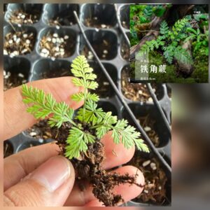 Mini Carrot fern