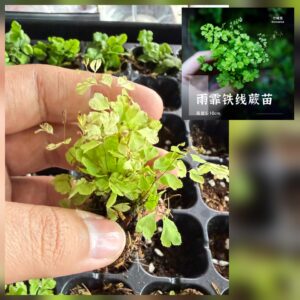 Adiantum Aethiopicum fern