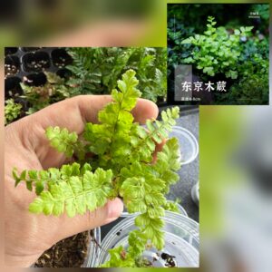 Mini Boston fern