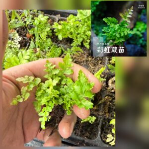 Rainbow Fern