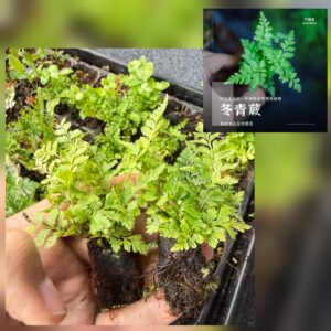 Polystichum sp Fern