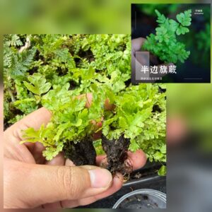 Flag fern