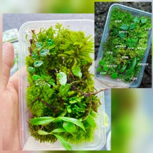 Moss and Plants Mix Box
