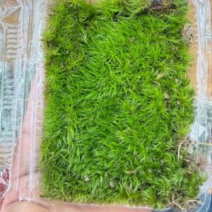 Dicranum Fulvum
