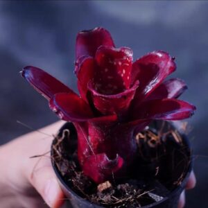 Neo Dratanion (8-10cm)