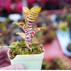 Neo. Mini yellow (5cm)