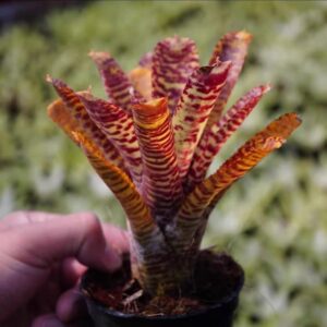Neo. Popoki (10-12cm)