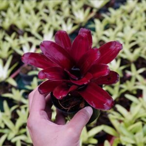 Neo. Zoae Cnovar. (10-15cm)