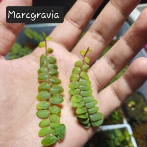 Marcgravia Umbellata 1 pc
