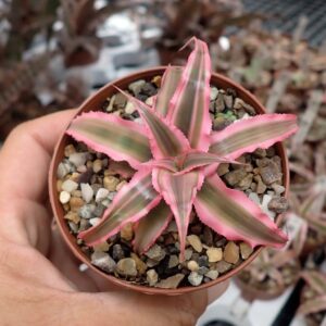 Cryptenthus Pink 1pc