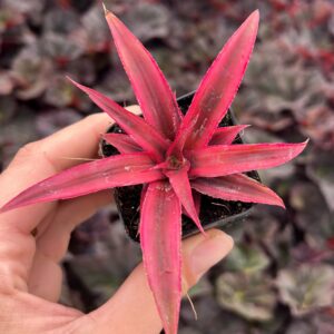 Cryptenthus Red