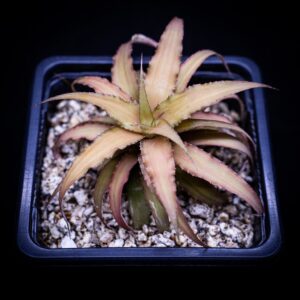 Cryptanthus Gray 1pc