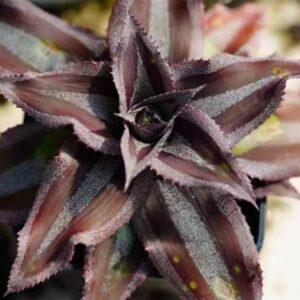 Cryptanthus Menescal (Rare)
