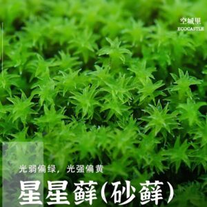 Star Moss