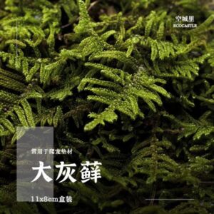 Hypnum Moss