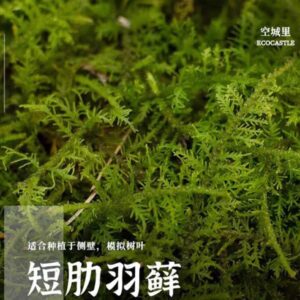 Fern Moss