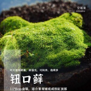 Funaria hygrometrica (bonfire moss)