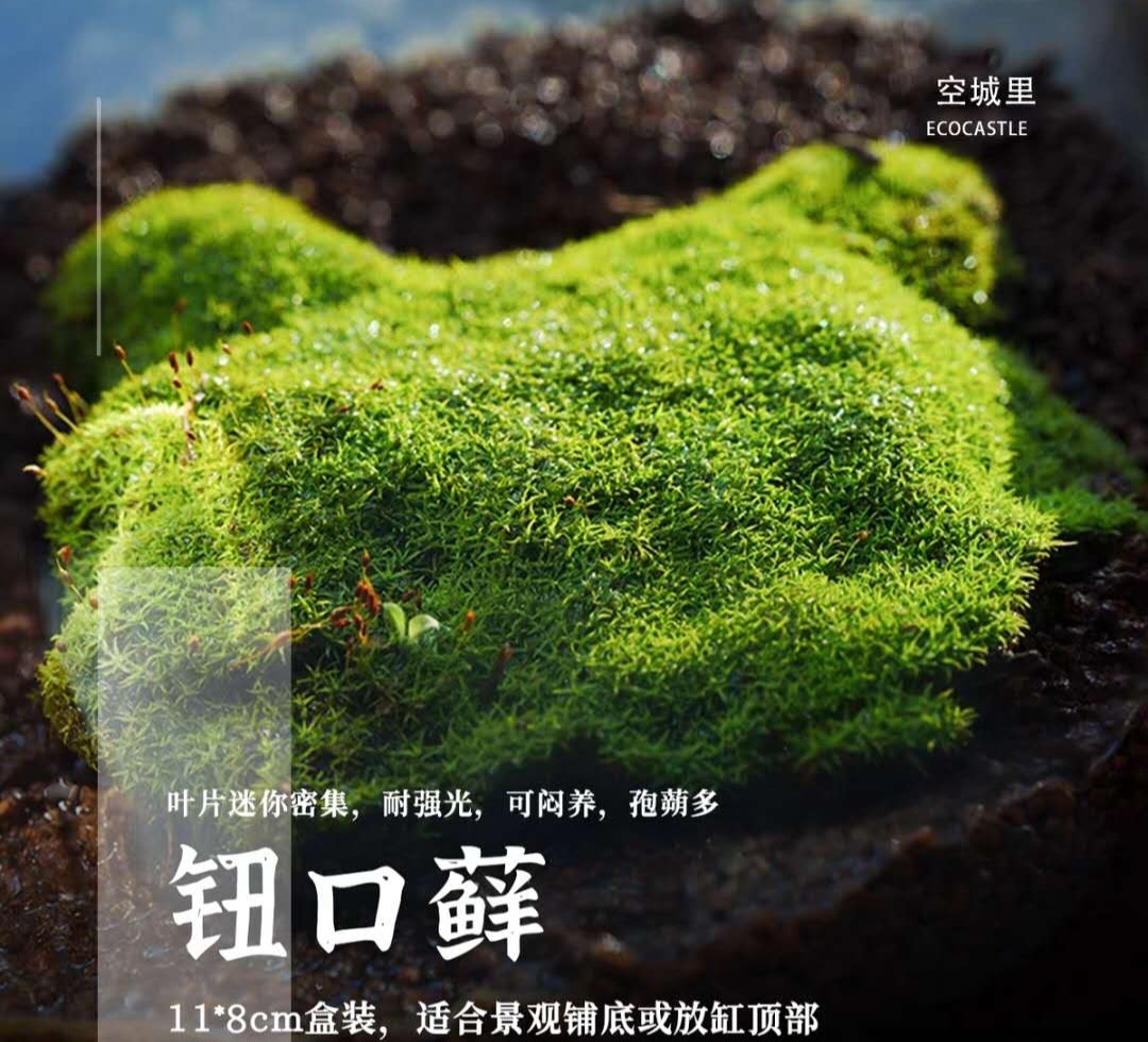 Funaria hygrometrica (bonfire moss)