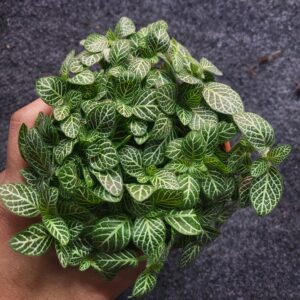 Fitonia Green (Ind)