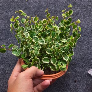 Ficus Varigated Large pot (Ind)
