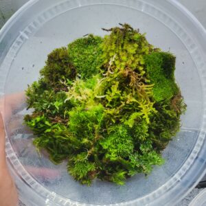 15 types of moss trial combo