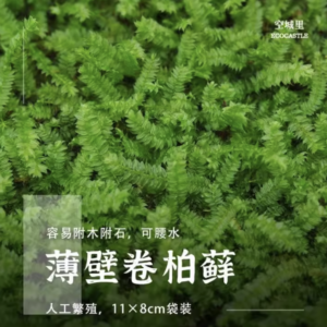 Cypress Moss
