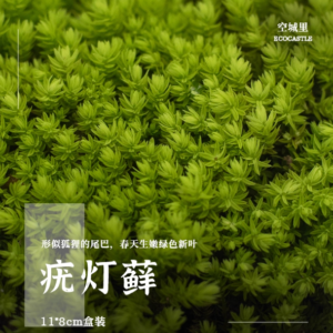 Foxtail Moss