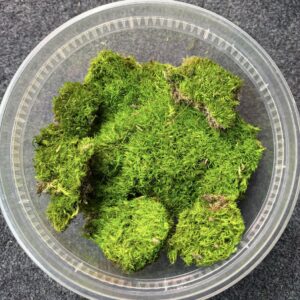 Preserved Cussion moss (This is not live)