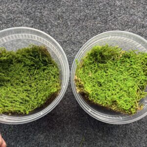 Preserved moss mat (this is not live)