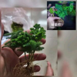 Asparagus fern mini