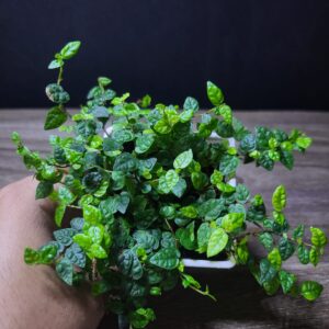 Ficus Minima