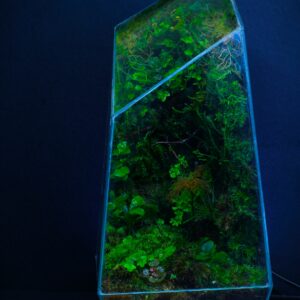 Geometric Moss Wall. (Light Included)