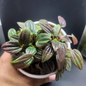 Peparomia Rosso