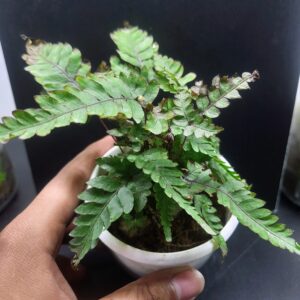 Painted Brake Fern