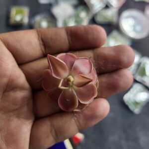 Pinguicula Moranensis