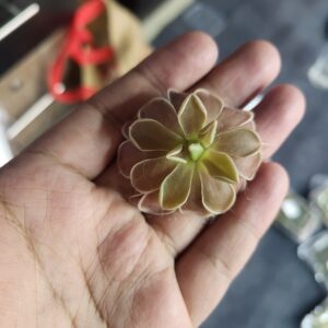 Pinguicula potosiensis