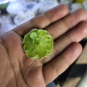 Pinguicula