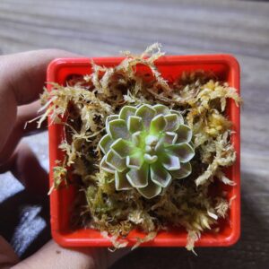 Pinguicula debbertiana ‘Metallic Purple’