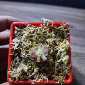 Pinguicula Ehlersiae
