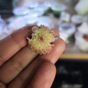 Pinguicula SP