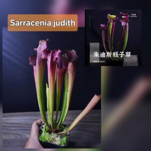 Sarracenia Judith
