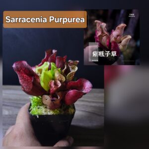 Sarracenia Purpurea