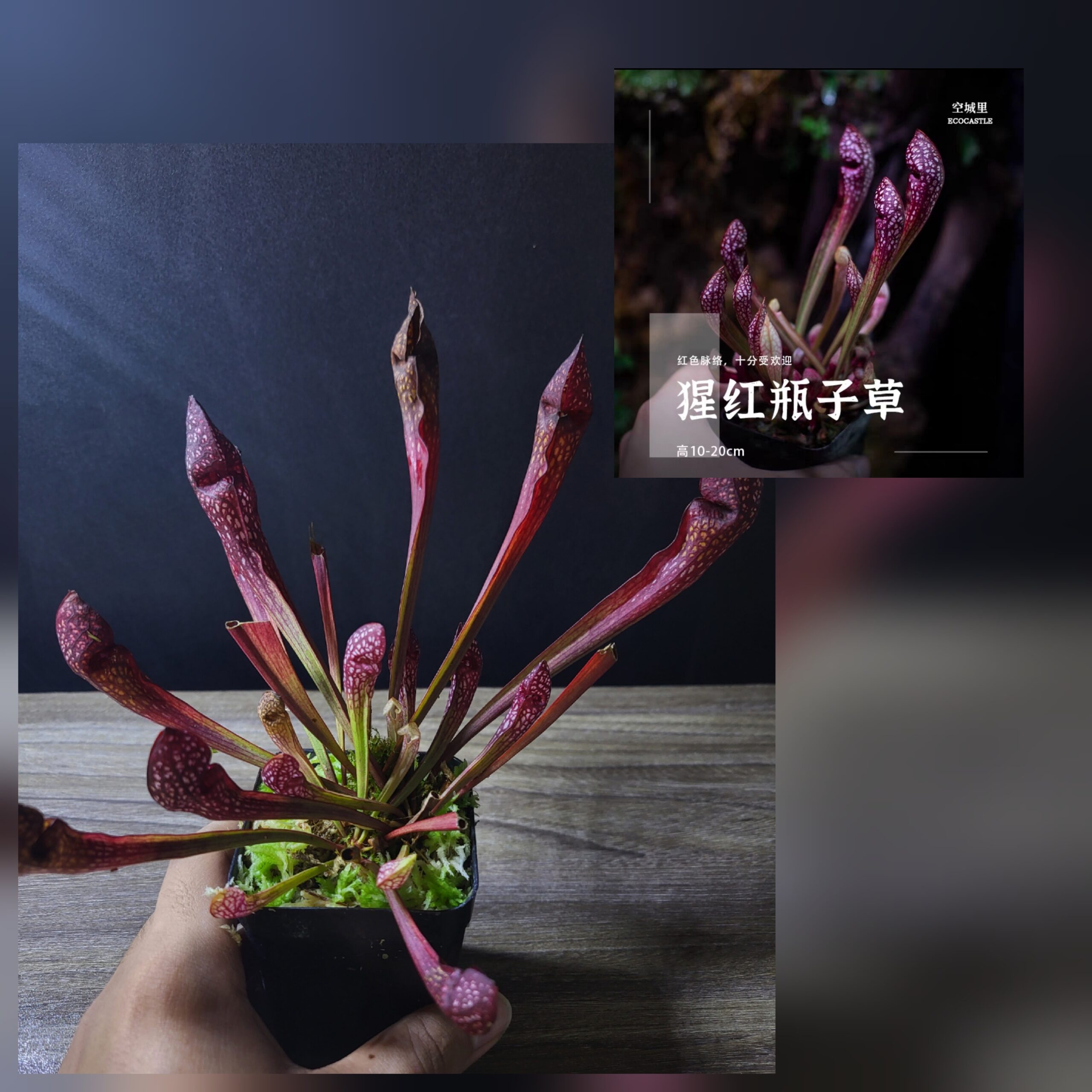 Sarracenia Scarlett Belle