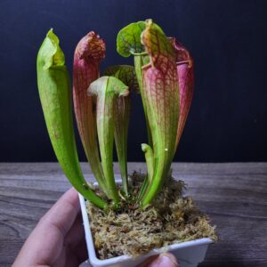 Sarracenia Armoria