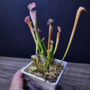 Sarracenia Leucophylla White