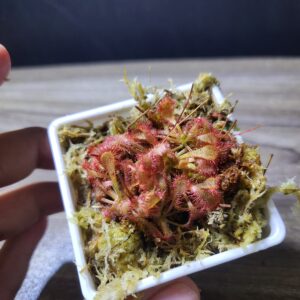 Drosera Oblanceolata