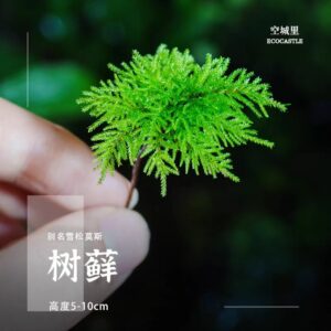 Climacium japonicum (Tree moss)